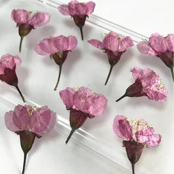 60pcs 3-5cm Presuotų Džiovintų Sakura Gėlių, Augalų Herbariumas Dėl Epoksidinės Dervos Papuošalai Atvirukas Foto Rėmelis Žvakė Amatų&Art 