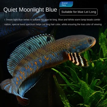Griaustinio drakono žuvų specialia lempa spalvų stiprinimas lempos profesionalios žuvų bakas apšvietimas led vandeniui dekoratyvinės žuvys, lempos
